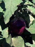 Control of leaf curl in chilli and brinjal plant - Photo