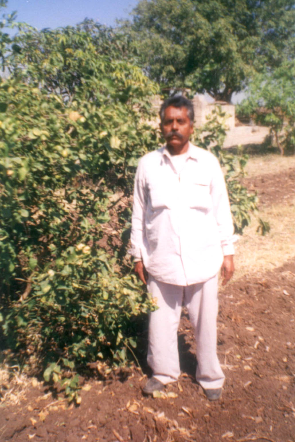 Grafting in lemon - Photo