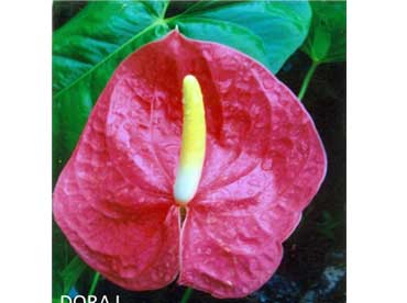 Improved varieties of Anthurium and its planting method - Photo