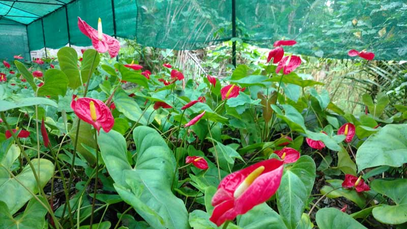 Image of Improved varieties of Anthurium and its planting method