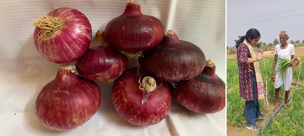 Promising results from participatory on-farm trials of onion varieties Sona 40 & Sandip Pyaz in Rajasthan! Developed by NIF-India's grassroots innovators, these varieties show vibrant color, large bulb size & pest tolerance