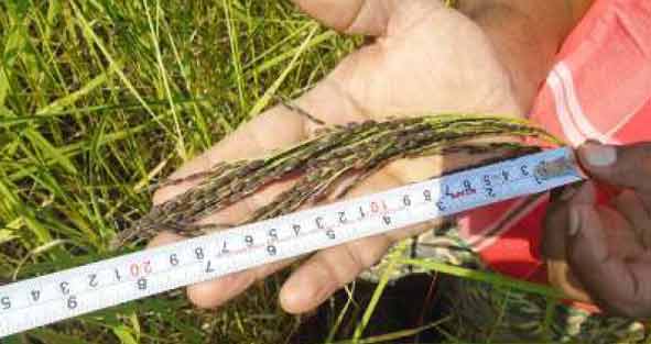 Image of Kubri Mamhani Selection and Kamal- Green Rice Varieties