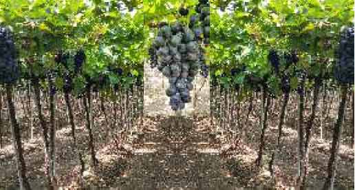 Sarita Seedless and Nanasaheb Purple Seedless: Improved Varieties of Black Grapes - Photo