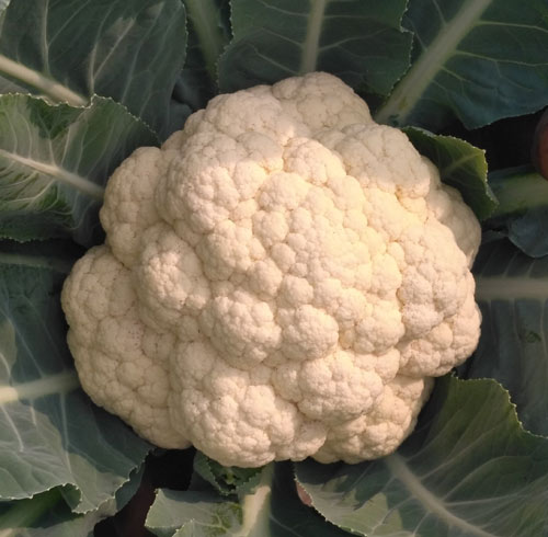 Sonali-45: Improved Variety of Cauliflower - Photo
