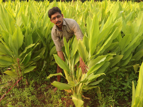 SK-4: Improved High Yielding Turmeric Variety  - Photo