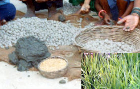 Innovative Technique of Using Clay Pellets for Sowing Paddy - Photo