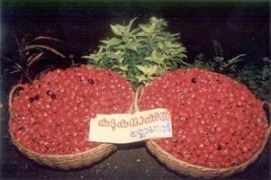 New_Nutmeg_variety - Kadukkamakkan_Jathi - Photo