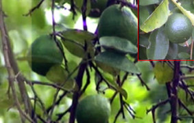 New acid lime variety - Photo