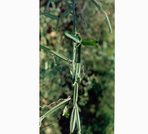 Traditional bone healer - Photo