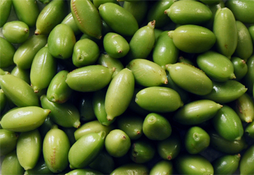 Thirumali - an improved variety of cardamom - Photo