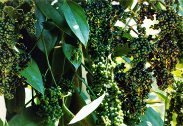 Pepper Thekken - an improved high yielding variety of Pepper - Photo