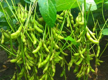 Improved variety of Soybean: Pandrinath-1 - Photo