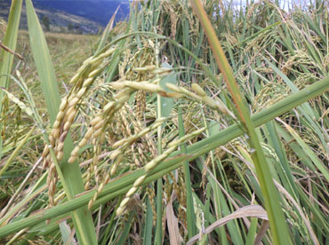 Sanayambi Phou - improved paddy variety - Photo