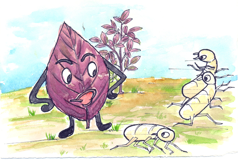 Herbal practice for termite tick repelling - Photo