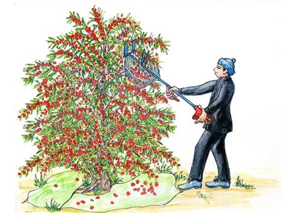 Sea buckthorn harvester - Photo