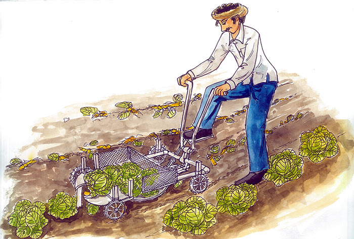 Manual Cole crop harvester - Photo