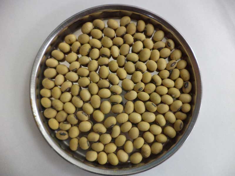 Image of Improved variety of Soybean: Pandrinath-1