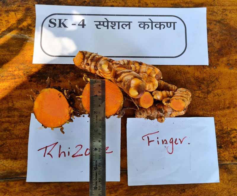 Image of SK-4: Improved High Yielding Turmeric Variety 