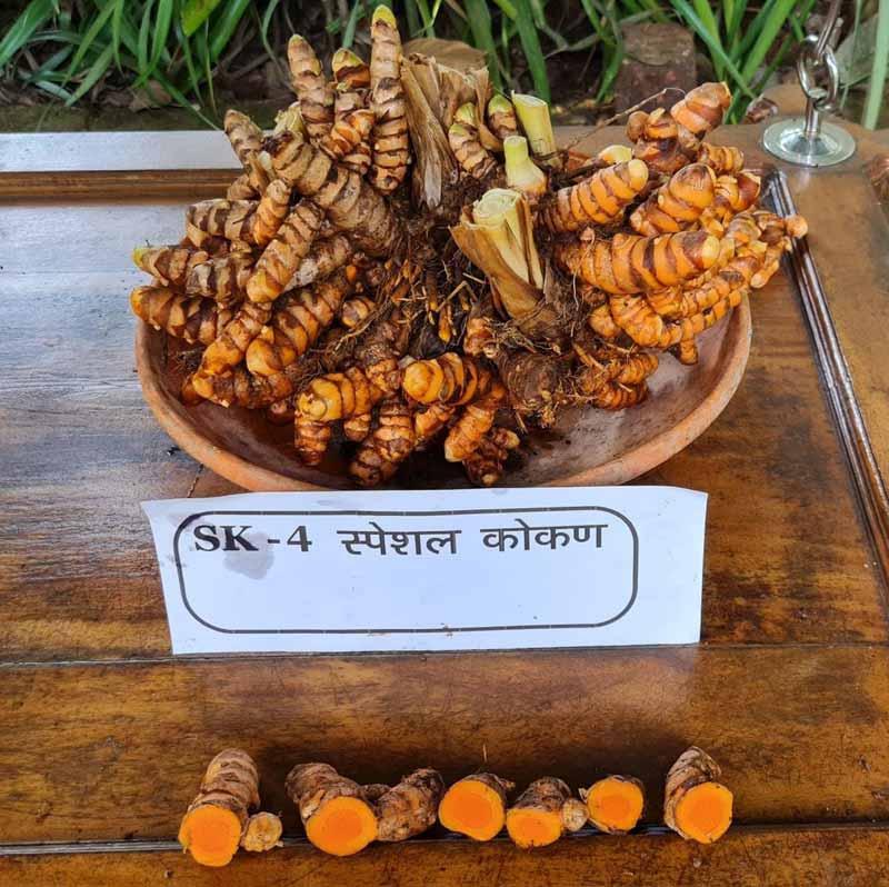 Image of SK-4: Improved High Yielding Turmeric Variety 