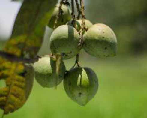Image of Mousambi and SebMango: Conserved Indigenous Varieties of Mango