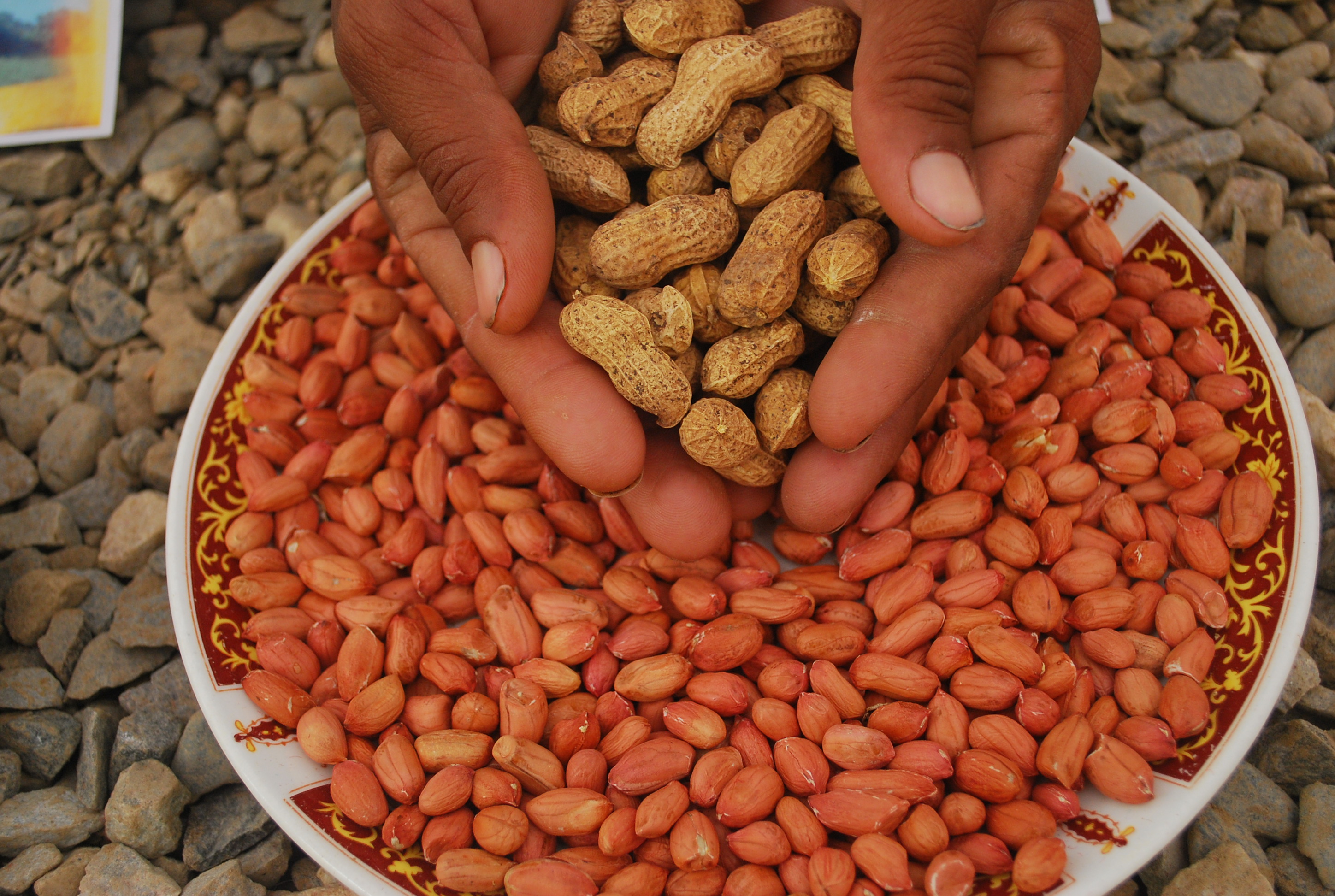 Dhiraj 101 Innovative Groundnut Plant Variety National Innovation 