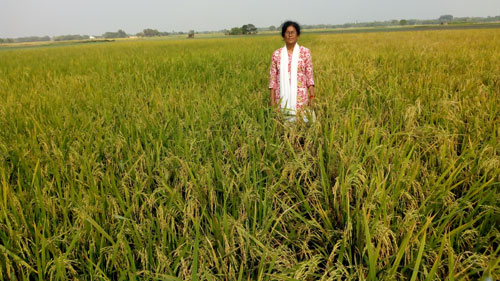 Image of M-Jamini: Fine Grain Aromatic Rice Variety